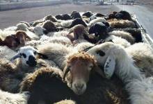 ۳ سارق احشام در ورامین دستگیر شدند - خبرگزاری مهر | اخبار ایران و جهان