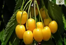 میوه