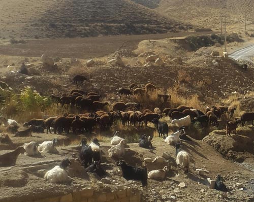 بزرگترین گوسفندان ایران | بهترین نژاد گوسفندان ایرانی