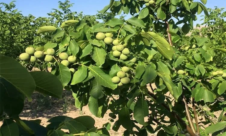 درخت گردو