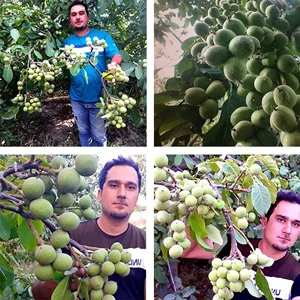 گردو گردو | نهال گردو