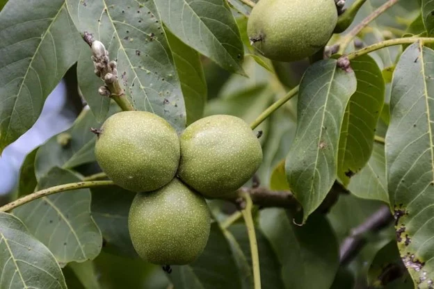 درخت گردو درخت گردو | گردو