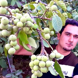 درخت گردو درخت گردو | گردو