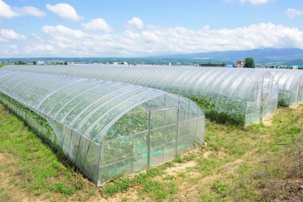 توسعه گلخانه‌ها در لرستان/ «روستا بازارها» ایجاد شوند - خبرگزاری مهر | اخبار ایران و جهان