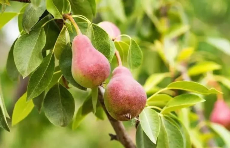 نهال گلابی بعد از چند سال بار میدهد