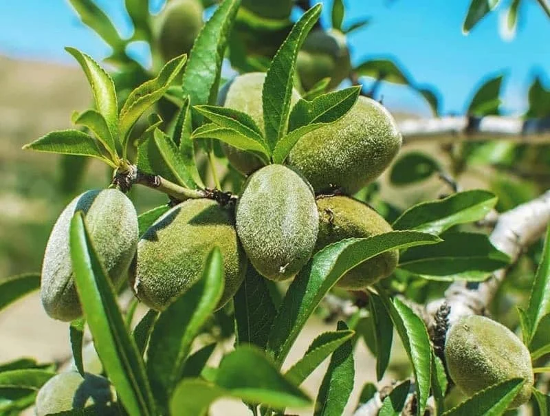 اقتصادی