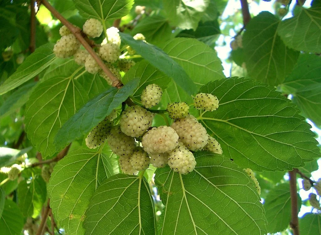 اقتصادی