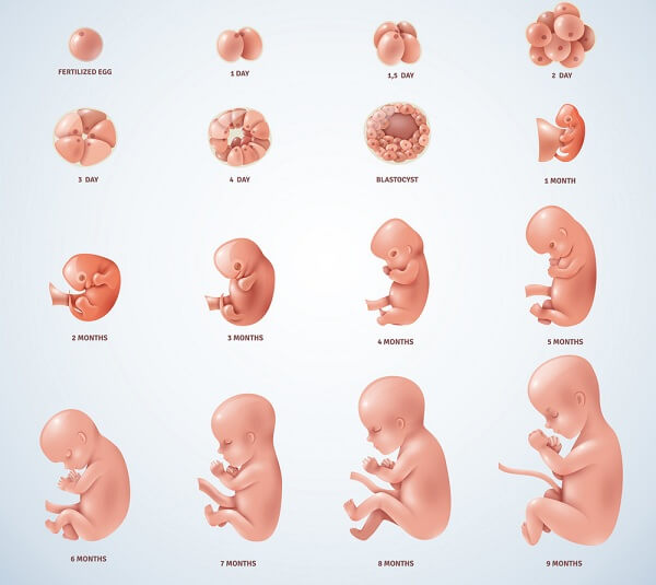 بیشترین رشد جنین در چند هفتگی است | پرخطرترین ماه بارداری